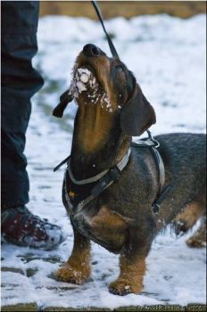 4476x